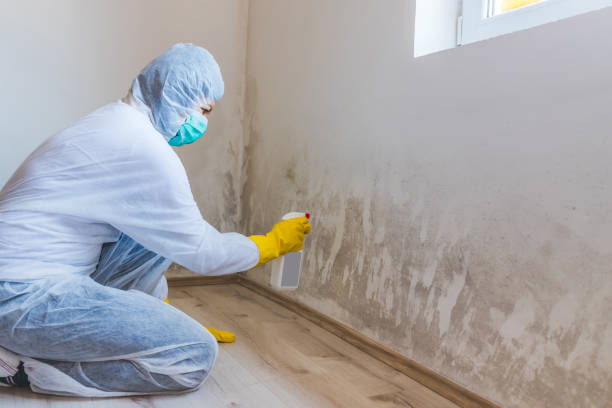 Licensed Black Mold Removal service in Spotswood, NJ - WQB Mold Removal
