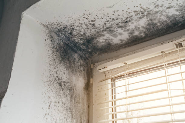 Affordable Black Mold Removal solutions in Spotswood, NJ